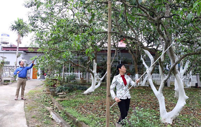 Vợ chồng chị Nguyễn Thị Ngà thụ phấn hoa cho bưởi.