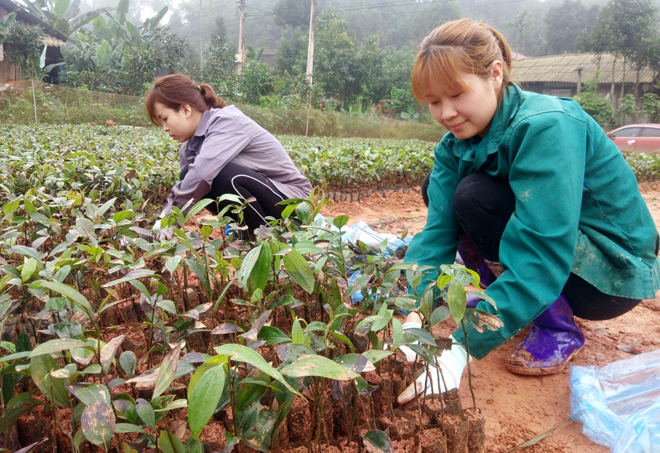 Chị Đỗ Thị Luyến (bên phải) chăm sóc vườn quế giống.