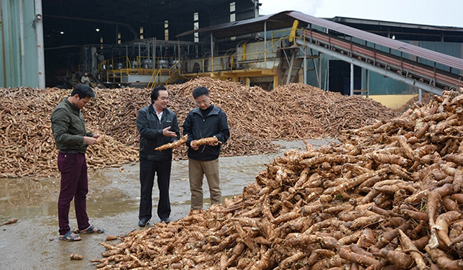 Nhà máy Sắn Văn Yên là đơn vị chế biến thu mua cơ bản lượng sắn nguyên liệu của tỉnh. (Ảnh: H.N)