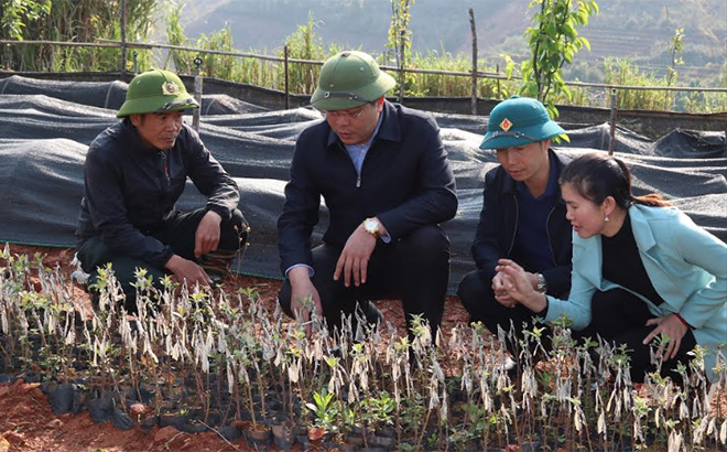 Lãnh đạo huyện Mù Cang Chải kiểm tra mô hình lai ghép cây sơn tra giống.