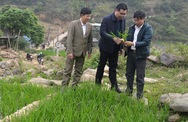 Bí thư Huyện ủy Mù Cang Chải Nông Việt Yên (giữa) kiểm tra tình tình sản xuất nông nghiệp trên địa bàn.