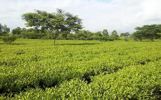 Yên Bái đã xây dựng vùng chè nguyên liệu tập trung gắn với chế biến phục vụ thị trường trong nước và xuất khẩu.