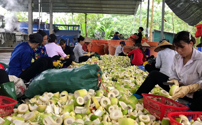 Cần đầu tư chế biến sâu để nâng cao chất lượng và giá trị măng tre Bát độ. Trong ảnh: Người dân huyện Trấn Yên sơ chế măng sau thu hoạch.