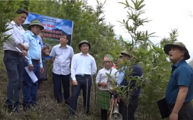 Đồng chí Trịnh Văn Xuê - Phó Bí thư Thường trực Huyện ủy Trạm Tấu cùng cán bộ ngành nông nghiệp đánh giá mô hình măng sặt tại xã Xà Hồ.