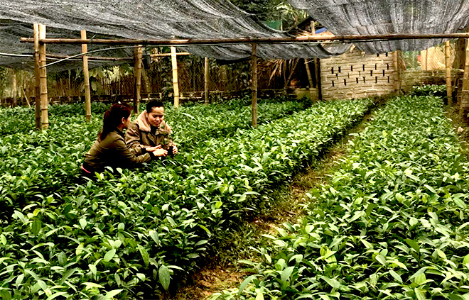 Vườn ươm quế giống của chị Triệu Thị Mong, dân tộc Dao ở thôn Minh Khai, xã Quang Minh, huyện Văn Yên mang lại hiệu quả kinh tế cao.