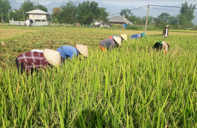 Nông dân Thanh Lương thu hoạch lúa Séng cù sản xuất theo phương thức hữu cơ. (Ảnh: Thu Hạnh)