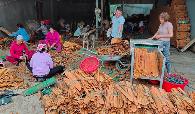 Nhân dân huyện Văn Yên sơ chế vỏ quế nâng cao giá trị kinh tế.