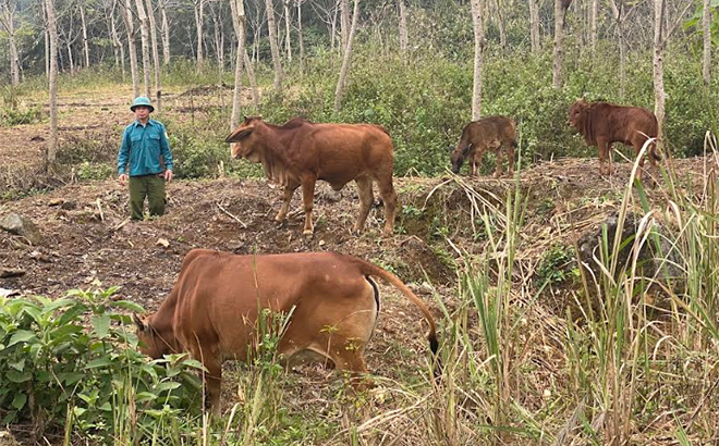 Nhân dân thôn Dạ đầu tư phát triển chăn nuôi trâu, bò theo hướng bền vững.