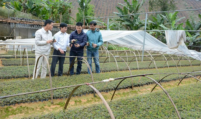 Cán bộ kỹ thuật Công ty TNHH Một thành viên lâm nghiệp Thác Bà (huyện Yên Bình) kiểm tra chất lượng giống cây bạch đàn trước khi trồng.