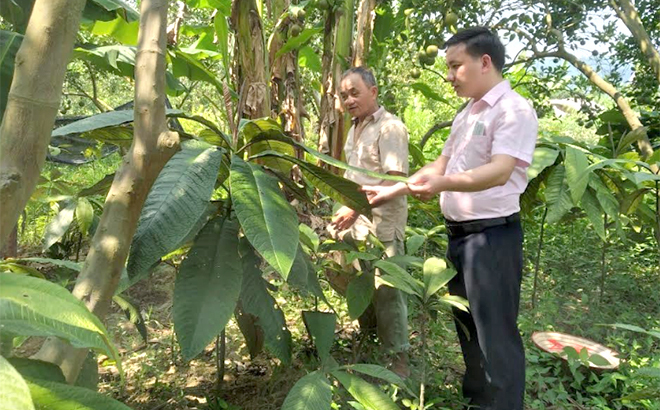 Đồng chí Triệu Văn Huấn - Bí thư Đảng ủy xã Mường Lai thăm mô hình trồng cây dược liệu của gia đình ông Nông Văn Ba tại thôn 5.