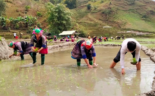 Nông dân xã Nậm Có, huyện Mù Cang Chải tranh thủ thời tiết ấm hơn sau đợt rét đậm, rét hại vừa qua để tiếp tục gieo cấy lúa xuân.