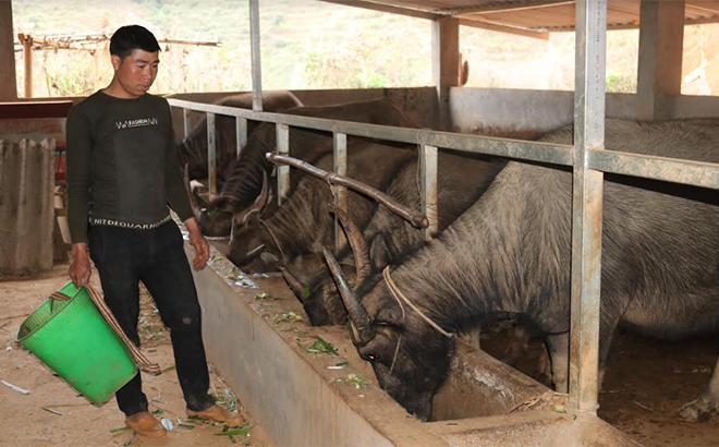 Anh Giàng A Hồng chăm sóc đàn trâu, bò của mình.