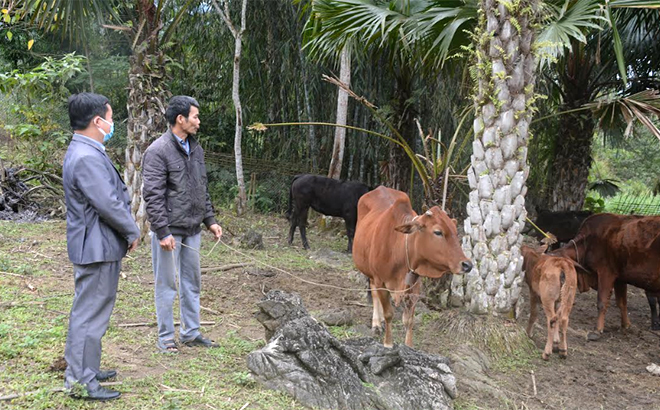 Lãnh đạo xã Mỹ Gia thăm mô hình chăn nuôi trâu của gia đình anh Trương Duy Lực ở thôn Phú Mỹ.
