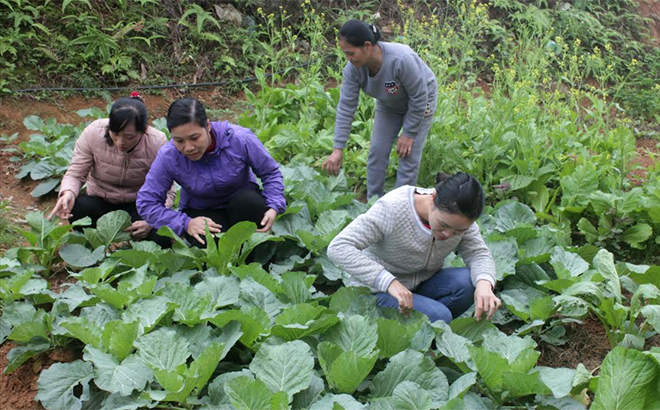 Hội viên phụ nữ xã Phú Thịnh trồng rau sạch đưa ra thị trường tiêu thụ.