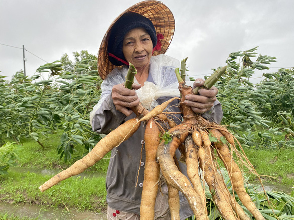 Nông dân ở Quảng Nam thu hoạch sắn