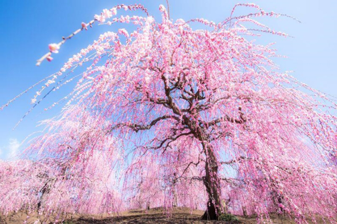 Hoa mận nở rộ là dấu hiệu của mùa xuân đang đến. Khắp nơi lan tràn màu hồng của những bông hoa tuyệt đẹp, mang đến cho chúng ta niềm vui và tình yêu thiên nhiên. Hãy ngắm nhìn những hình ảnh hoa mận, bạn sẽ như đang sống trong một thế giới đầy màu sắc và cảm xúc.