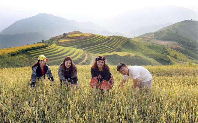 Ruộng bậc thang thôn Khe Táu, xã Phong Dụ Thượng - điểm du lịch mới thu hút nhiều du khách tham quan, khám phá. (Ảnh: Thu Trang)