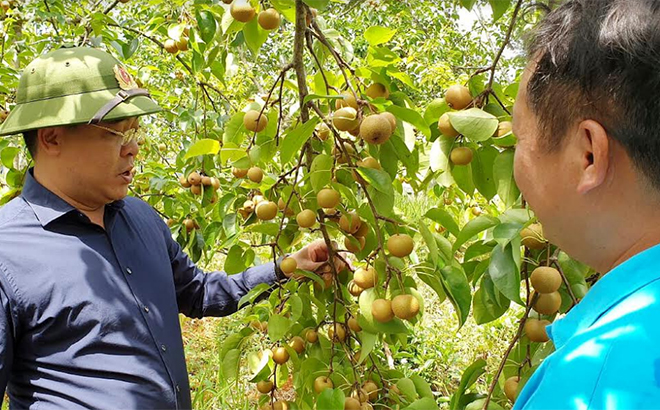 Đồng chí Nông Việt Yên - Bí thư Huyện ủy Mù Cang Chải kiểm tra mô hình trồng cây lê tai nung tại xã Púng Luông.