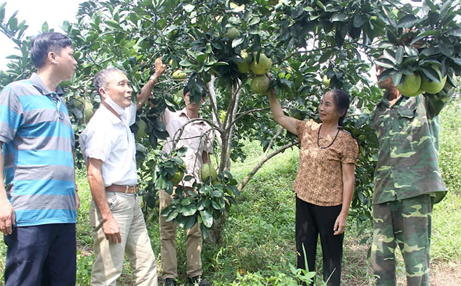 Bà Phạm Thị Thìn chia sẻ kinh nghiệm trồng bưởi với mọi người.