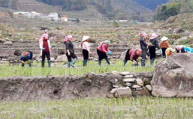 Nhân dân xã Nậm Có gieo cấy lúa xuân.