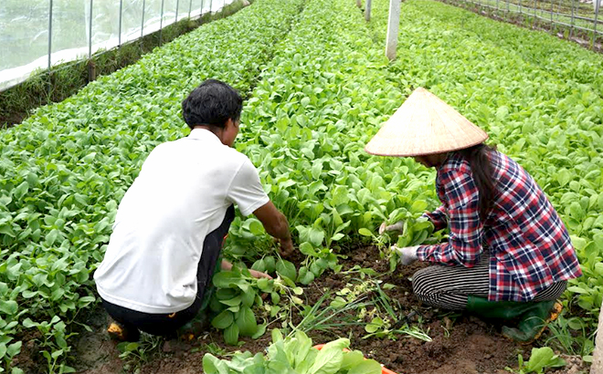 Mô hình trồng rau sạch của người dân xã Âu Lâu, thành phố Yên Bái.