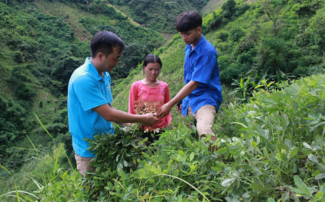 Nông dân xã Hồ Bốn, huyện Mù Cang Chải phát triển diện tích cây lạc đỏ từ nguồn giống được tỉnh hỗ trợ.