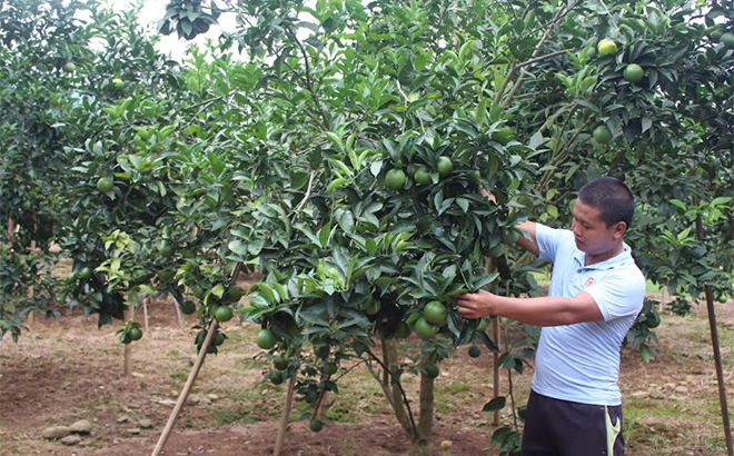 Nông dân huyện Văn Chấn chăm sóc cam.