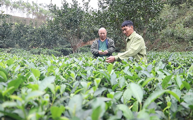 Người dân Hán Đà “hái tiền” từ cây chè