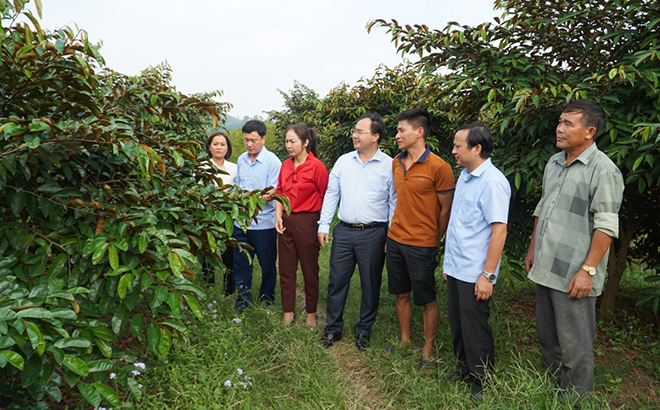 Đồng chí Giàng A Câu - Chủ tịch Hội Nông dân tỉnh (thứ tư bên trái) thăm mô hình trồng cây ăn quả của hội viên, nông dân xã Yên Phú, huyện Văn Yên.