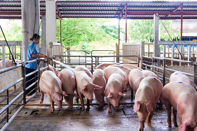 Giá lợn hơi tiếp tục giảm sâu khiến người chăn nuôi thua lỗ.