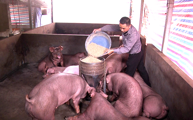 Mô hình chăn nuôi lợn của gia đình anh Nguyễn Văn Tuấn ở thôn Toàn An, xã Đông An.