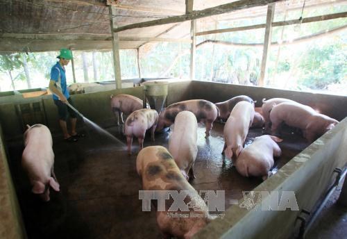 Giá lợn hơi tại miền Nam dao động từ 49 - 52 nghìn đồng/kg.