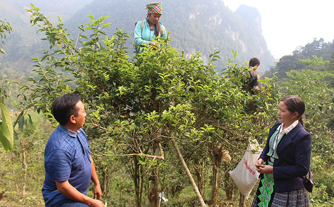 Người dân huyện Văn Chấn trao đổi kỹ thuật thu hái chè Shan hữu cơ.
