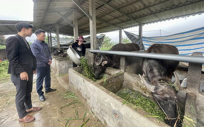 Lãnh đạo Phòng Nông nghiệp và Phát triển nông thôn huyện Văn Yên kiểm tra công tác BVMT tại trang trại nuôi trâu, bò của gia đình bà Nguyễn Thị Hằng, thôn Yên Thịnh, xã An Thịnh.