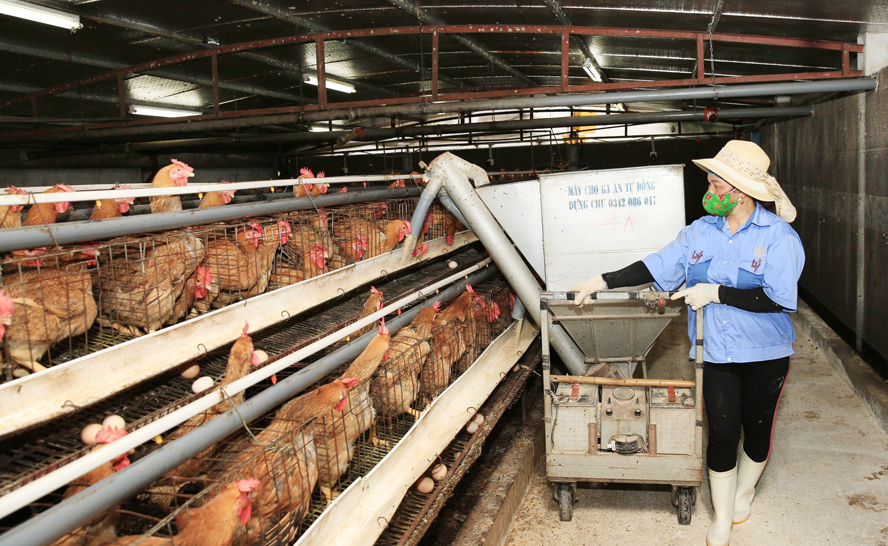 Thành phố Hà Nội đang quy hoạch khu chăn nuôi tập trung liên kết thành các vùng an toàn. Trong ảnh: Chăm sóc gà tại Công ty cổ phần Giống gia cầm Ngọc Mừng (huyện Đông Anh).