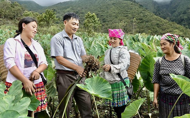 Mong ethnic people in Tram Tau district exchange experience in taro planting and caring.