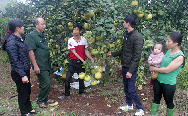Nhiều hội viên Hội Nông dân xã Hán Đà trồng bưởi cho thu nhập trên 100 triệu đồng/năm.