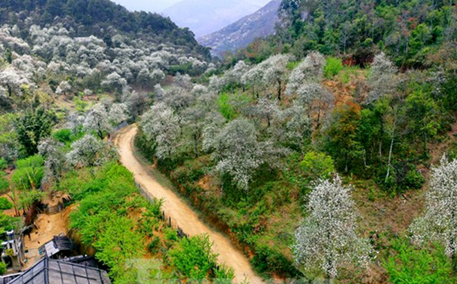 The best places to contemplate hawthorn flowers in Mu Cang Chai district are Nam Khat, Lung Cung, Hang Gang, Hu Tru Linh, and Trong Tong.