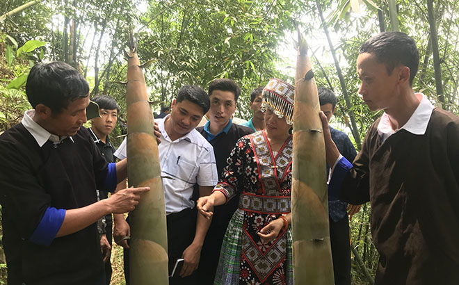 Người có uy tín trong cộng đồng huyện Mù Cang Chải tham quan mô hình trồng tre măng Bát độ tại xã Hồng Ca, huyện Trấn Yên.