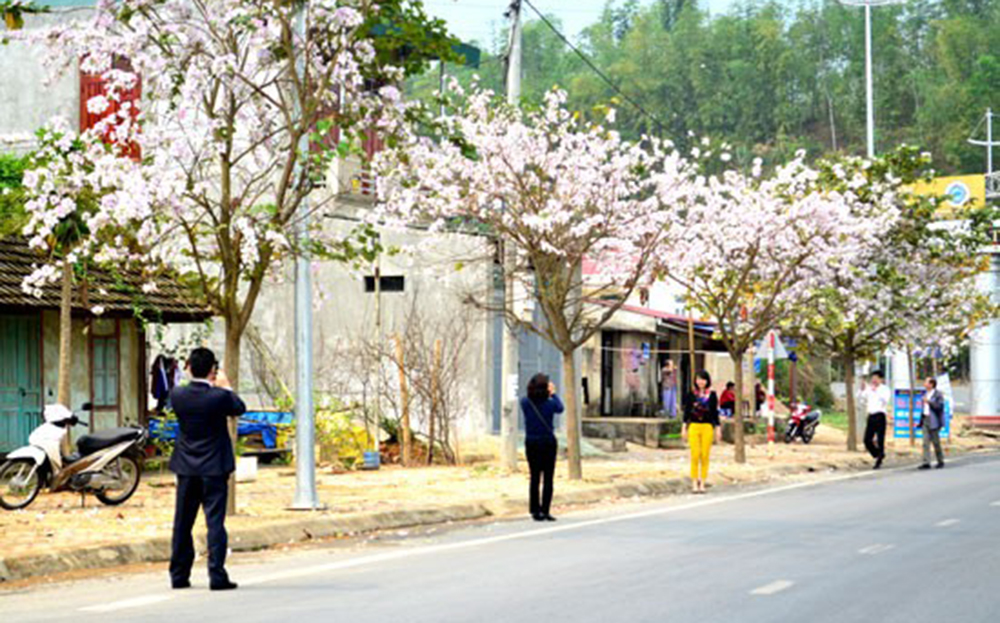 Một số tour ngắm hoa ban khởi hành từ Tết Nguyên đán 2024.
