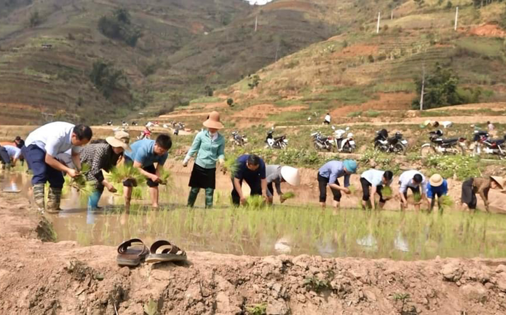 Các đồng chí lãnh đạo huyện Trạm Tấu xuống đồng cùng nhân dân xã Hát Lừu cấy lúa vụ xuân 2024.