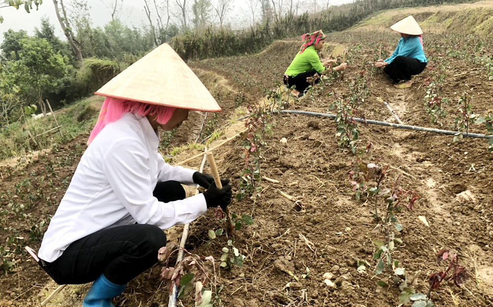 Người dân bản Có Thái trồng và chăm sóc cây hoa hồng ruby đỏ