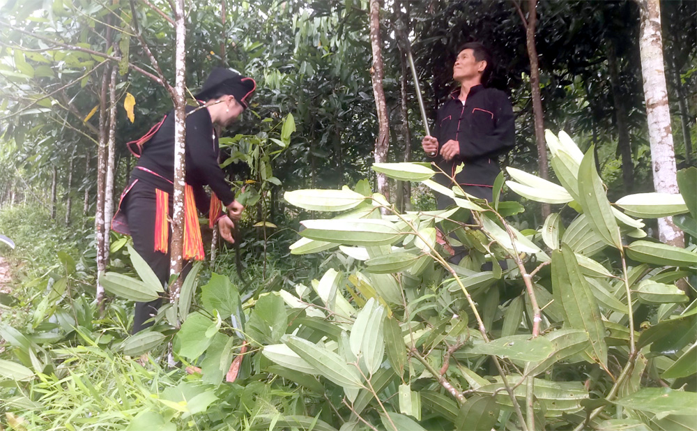 Hiện nay, quế được trồng ở 25/25 xã, thị trấn của huyện Văn Yên với tổng diện tích trên 55.000 ha.