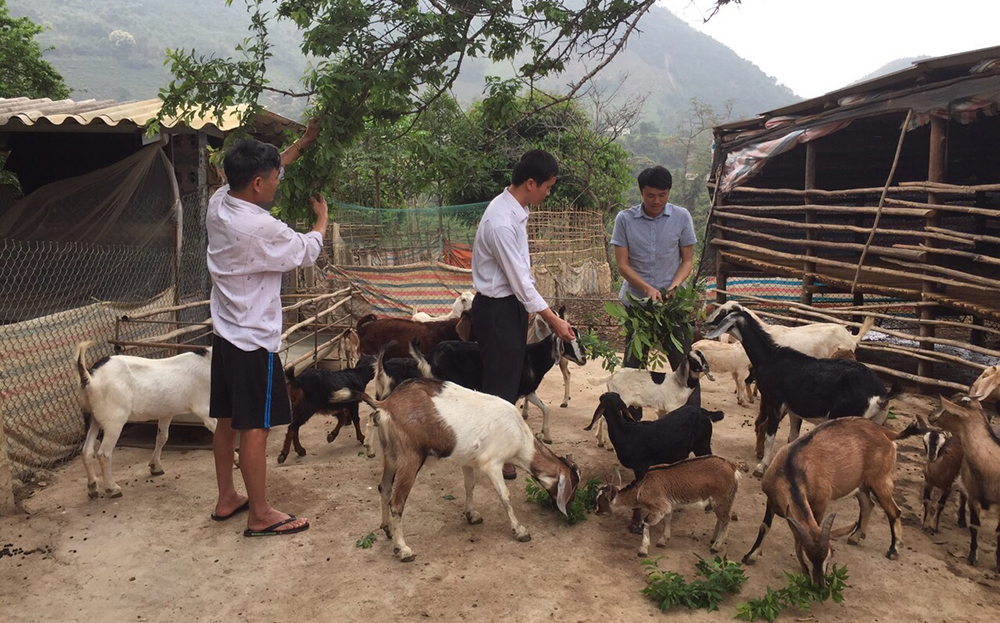 Mô hình chăn nuôi dê mang lại hiệu quả kinh tế của hội viên nông dân
thị trấn Sơn Thịnh, huyện Văn Chấn.