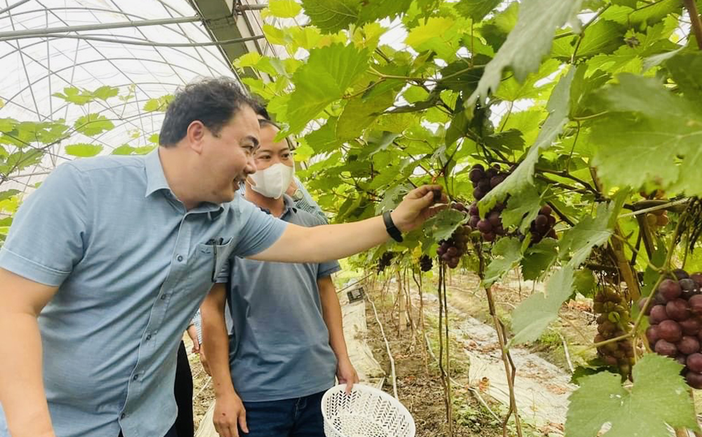 Lãnh đạo Hội Nông dân tỉnh thăm khu vườn trồng nho của Hợp tác xã “Sáu không Farm” của anh Lục Vân Anh