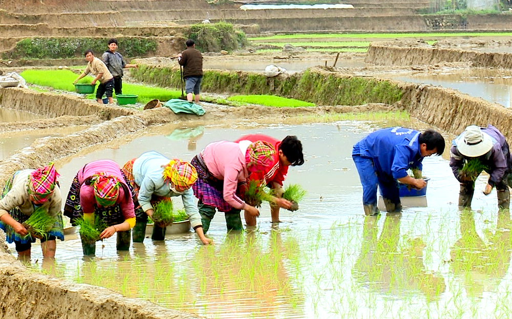 Nông dân huyện Trạm Tấu gieo cấy lúa xuân