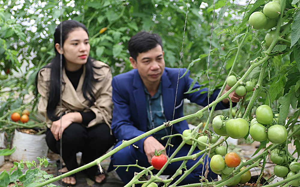 Mô hình canh tác theo hướng nông nghiệp sinh thái của Hợp tác xã Dịch vụ Nông nghiệp hữu cơ Trung Thành, xã Yên Hợp, huyện Văn Yên.