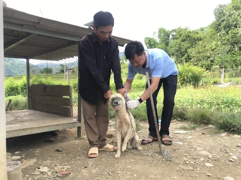 Tiêm vaccine phòng dại cho chó tại xã Bản Lang, huyện Phong Thổ (Lai Châu)