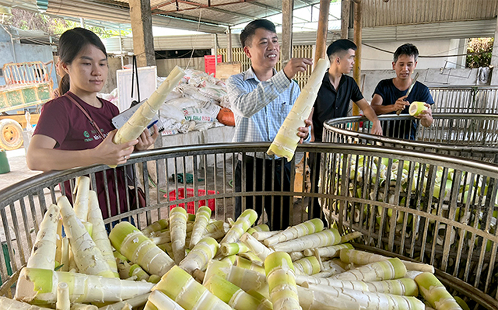 Người dân xã Kiên Thành, huyện Trấn Yên tham gia vào dự án phát triển sản xuất liên kết theo chuỗi giá trị măng tre Bát độ sẽ có đầu ra sản phẩm ổn định.