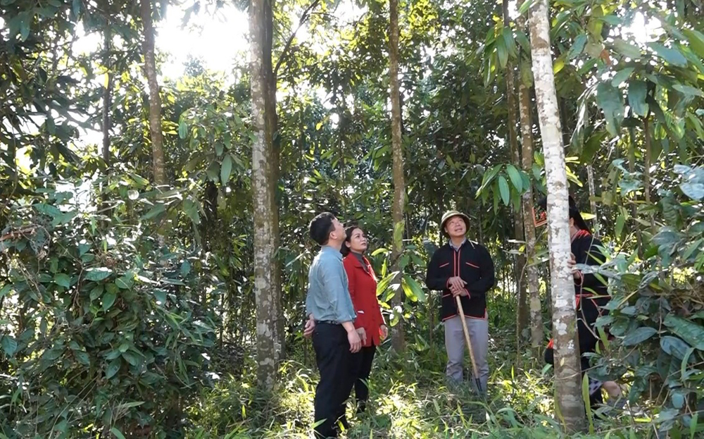 Lãnh đạo Hội Nông dân huyện Văn Yên thăm rừng quế của gia đình anh Bàn Văn Minh (bên phải) ở thôn Làng Câu, xã Tân Hợp.